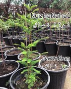 تصویر نهال تاکسیدیوم (سرو تالاب) پنجاه تا شصت سانتی گلدانی Seedlings of Taxodium 50 to 60 centimeters in pots