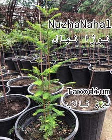 تصویر نهال تاکسیدیوم (سرو تالاب) پنجاه تا شصت سانتی گلدانی Seedlings of Taxodium 50 to 60 centimeters in pots