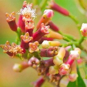 تصویر بذر میخک صدپر 