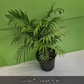 تصویر شامادورا چند بوته ارتفاع حدود 40 سانت 