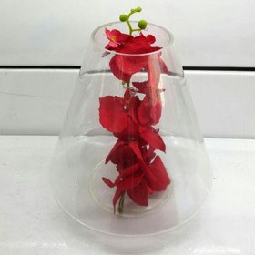 تصویر تنگ ماهی هرمی ضخیم 