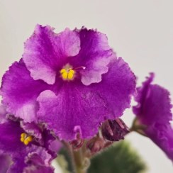 تصویر بنفشه آفریقایی واریته Penny Lover 