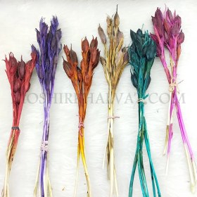 تصویر گل خشک مدل زنبق 