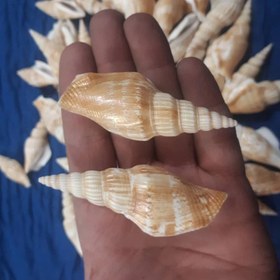 تصویر صدف دوکی 