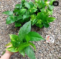 تصویر پک ۲۰ عددی گیاه پوتوس ابلق 