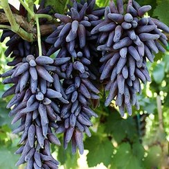 تصویر انگور شمشیری سیاه 