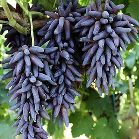 تصویر انگور شمشیری سیاه 