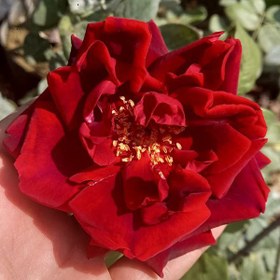 تصویر گل رز رونده معطر 