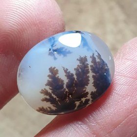 تصویر شجر قائن زیبا خاص 