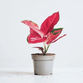 تصویر آگلونما قرمز 