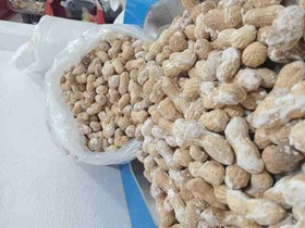 تصویر بادام زمینی غلافدار بو داده نمکی 