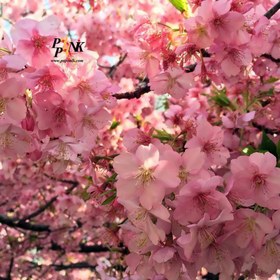 تصویر بذر درخت ساکورای ژاپنی 