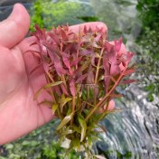 تصویر گیاه آبزی آکواریوم پلنت روتالا قرمز Rotala rotundifolia “Colorata 