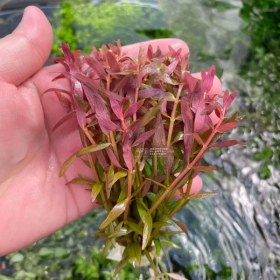 تصویر گیاه آبزی آکواریوم پلنت روتالا قرمز Rotala rotundifolia “Colorata (پک 4 شاخه) 