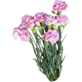 تصویر میخک صورتی 