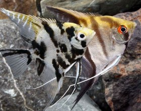 تصویر ماهی آنجل angel fish 