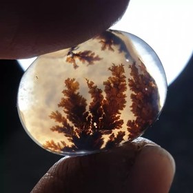 تصویر شجر قائن زیبا خاص 