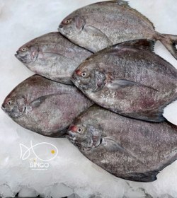 تصویر ماهی حلوا سیاه 