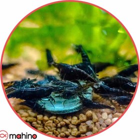 تصویر پک میگو شریمپ بلک (مشکی) 10 عددی 