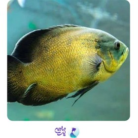 تصویر ماهی اسکار طلایی سایز ۱۴ تا ۱۸ سانت 