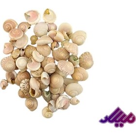 تصویر صدف کد 1170073 