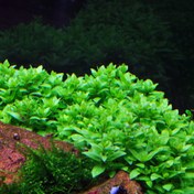 تصویر گیاه آبزی استروژن ریپنز 