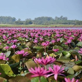 تصویر بذر گل نیلوفر آبی 