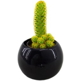 تصویر کاکتوس النگاتا 