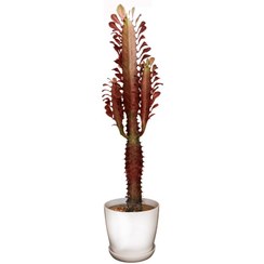 تصویر گیاه طبیعی کاکتوس افوربیا کد 10 