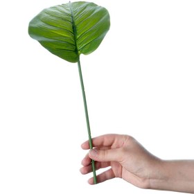 تصویر برگ پتوس 