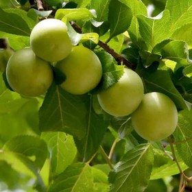 تصویر رب آلوچه 