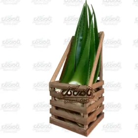 تصویر آلوئه ورا 