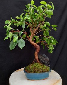 تصویر بونسای فیکوس رتوزا فرم اس وارداتی ۱۰ ساله Ficus bonsai