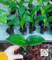 تصویر پک ۱۰ عددی نخل نیکولای 