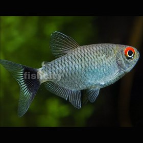 تصویر تترا چشم چراغی 