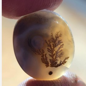 تصویر باباقوری شجر قائن 