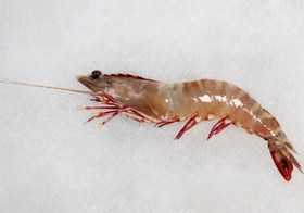 تصویر میگو سره ببری دریایی 