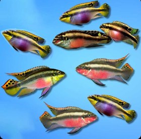 تصویر ماهی کربنسیس Pelvicachromis taeniatus