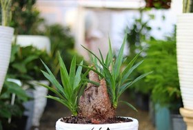 تصویر نکات نگهداری از گیاه یوکا 