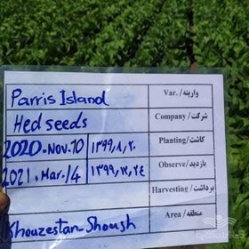 تصویر بذر کاهو پاریس آیلند هد آمریکا نیم کیلویی Paris Island Lettuce 500g Hed Seeds