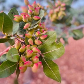 تصویر نهال پسته فندقی 