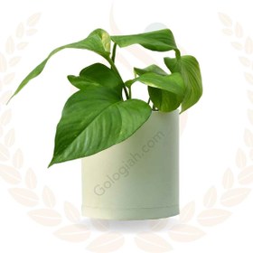 تصویر پتوس سبز برگ پهن 