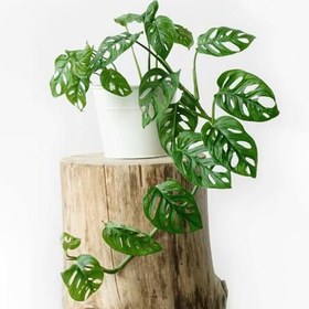 تصویر پتوس حصیری 