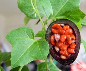 تصویر بذر پشن فروت آبی و سرخ – Blue Sweet Calabash Seeds 