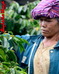 تصویر قهوه ماندلینگ سوماترا تازه برشت مدیوم 