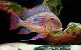 تصویر ماهی ژئوفاگوس پروکسیموس ۱۱ تا ۱۳ سانت Geophagus proximus fish