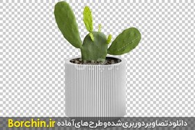 تصویر گیاه کاکتوس درون گلدان سیمانی با فرمت PNG 