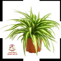 تصویر گیاه گندمی یا عنکبوتی Chlorophytum comosum