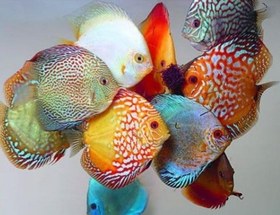 تصویر ماهی دیسکس مالزی سایز ۵ اینچ 