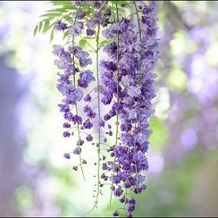 تصویر گیاه طبیعی پیچ گلیسین رونده 